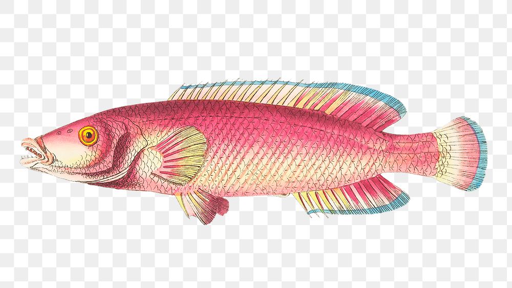Png animal sticker red labrus fish illustration 