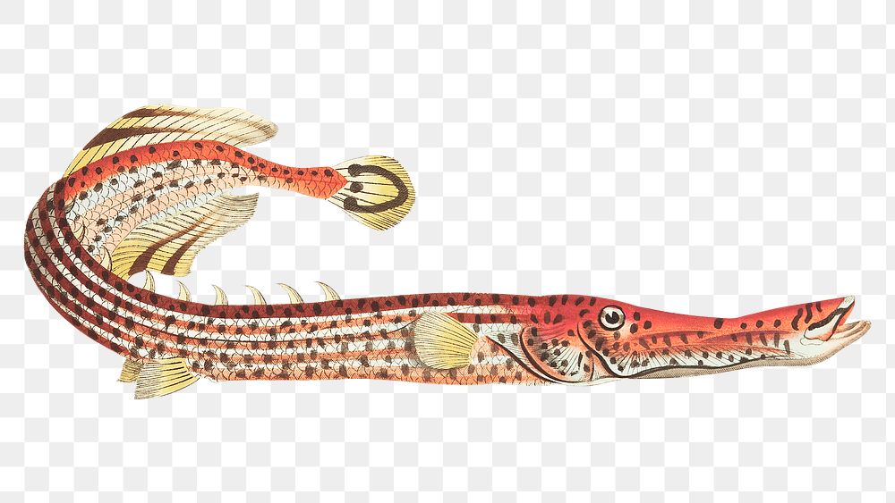Png hand drawn Chinese trumpet fish illustration