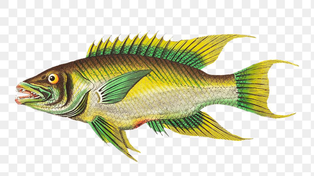 Png hand drawn fish yellow sparus illustration