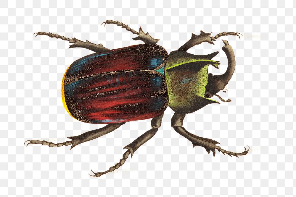 Png sticker black scutellated beetle bug illustration
