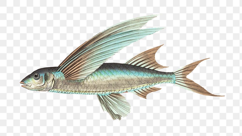 Png hand drawn fish middle finned flying illustration