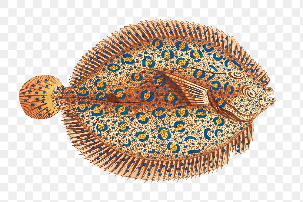 Png hand drawn fish whitish flounder clipart