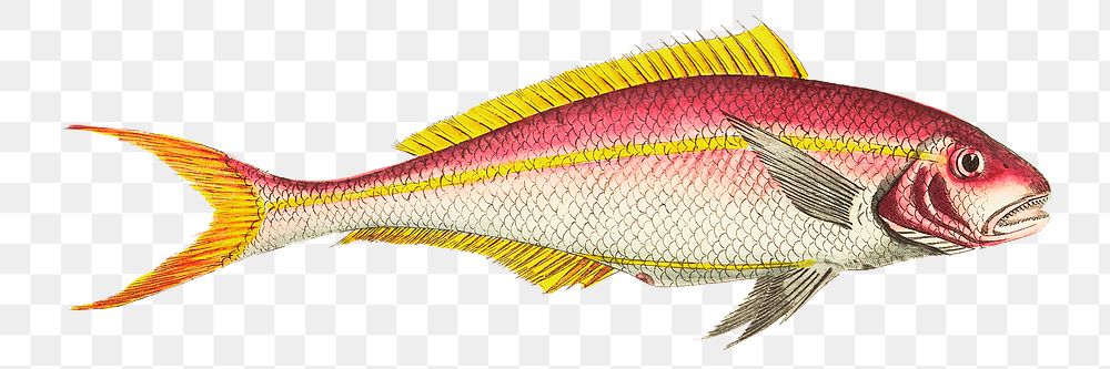 Png sticker fish yellow striped sparus 