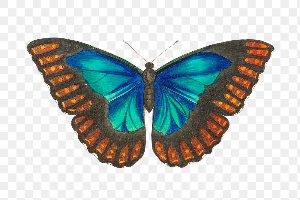 Png colorful morpho telemachus butterfly illustration
