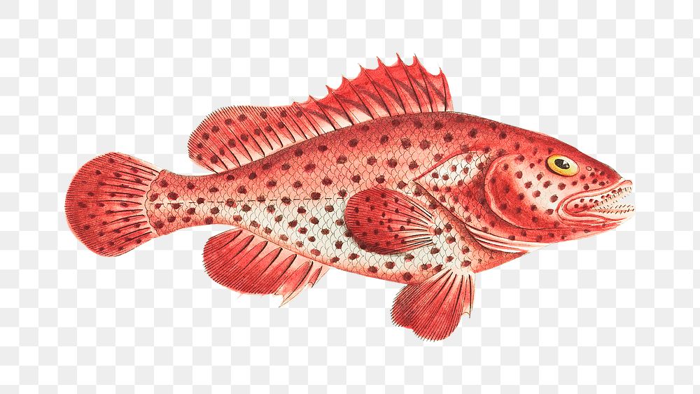Png hand drawn red perch fish illustration