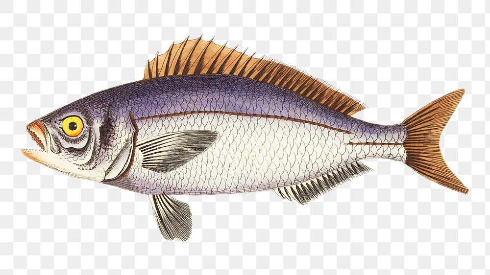 Png animal sticker golden eyed lutian fish 
