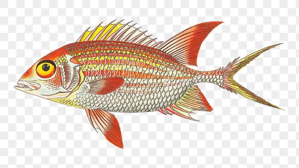 Png hand drawn red holocentrus fish vintage clipart