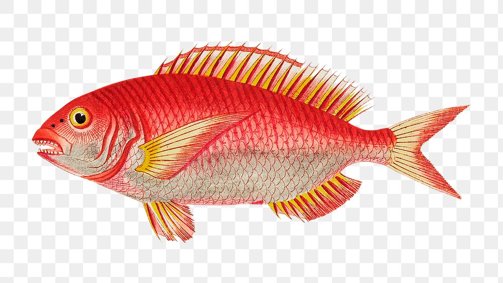 Png hand drawn fish rose sparus illustration