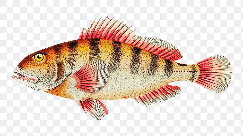 Png hand drawn fish fulvous sparus illustration
