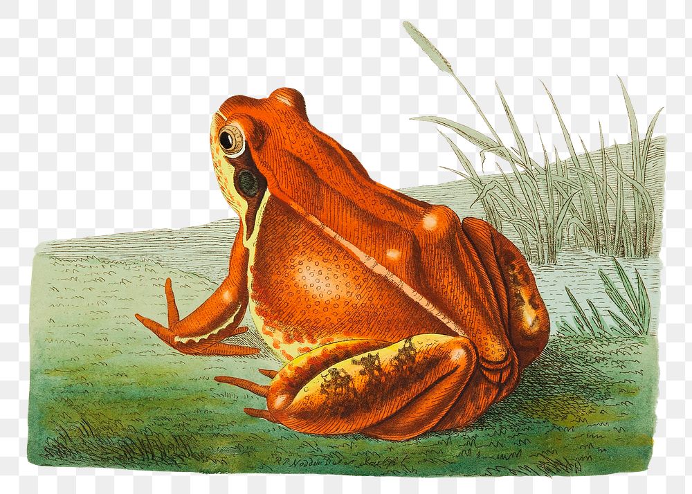 Png orange frog vintage illustration
