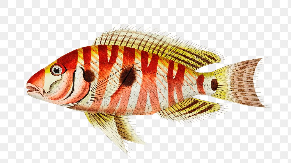 Png hand drawn fish trimaculated spare fillustration