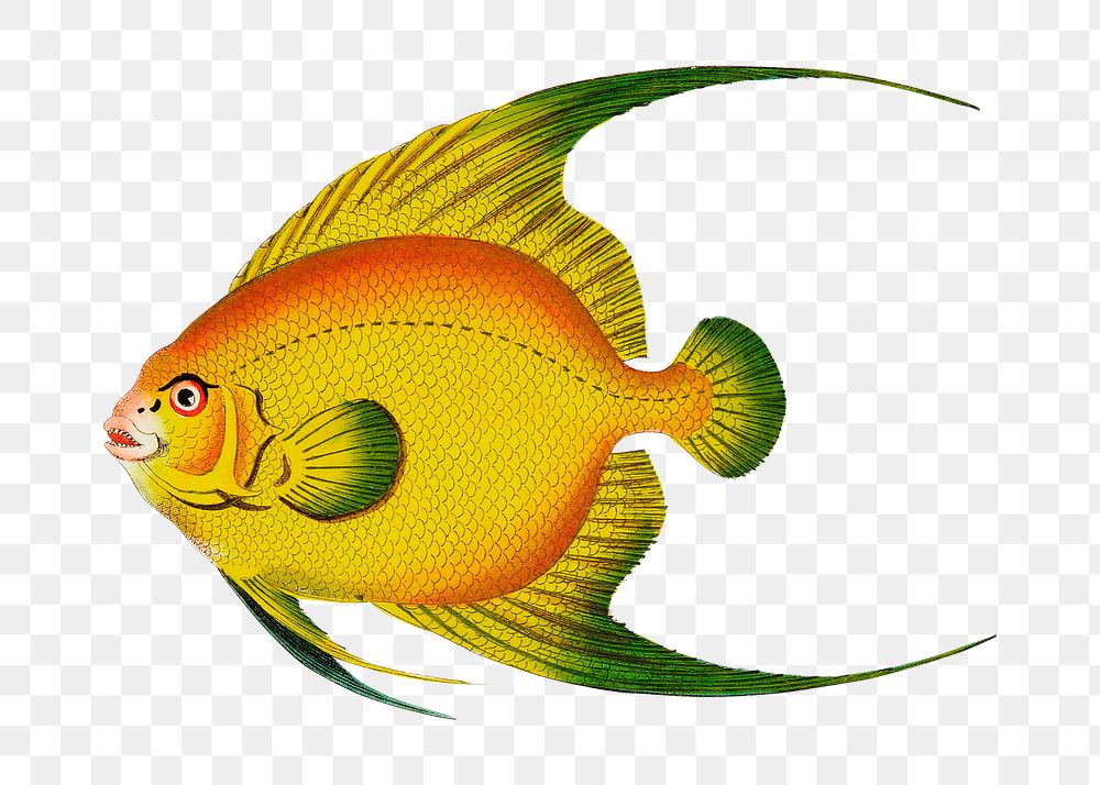 Png hand drawn fish golden chaetodon illustration