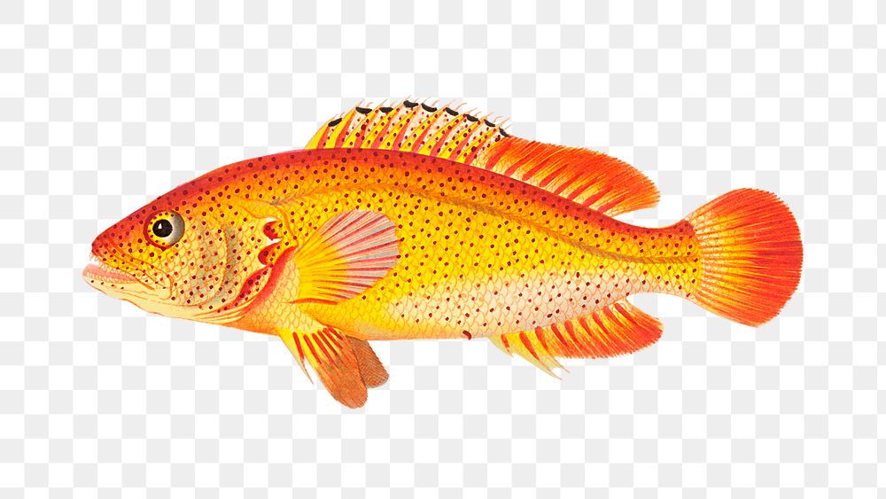 Png hand drawn golden holocentrus fish clipart