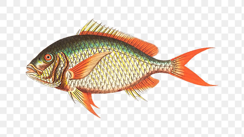Png hand drawn red tailed sparus fish illustration