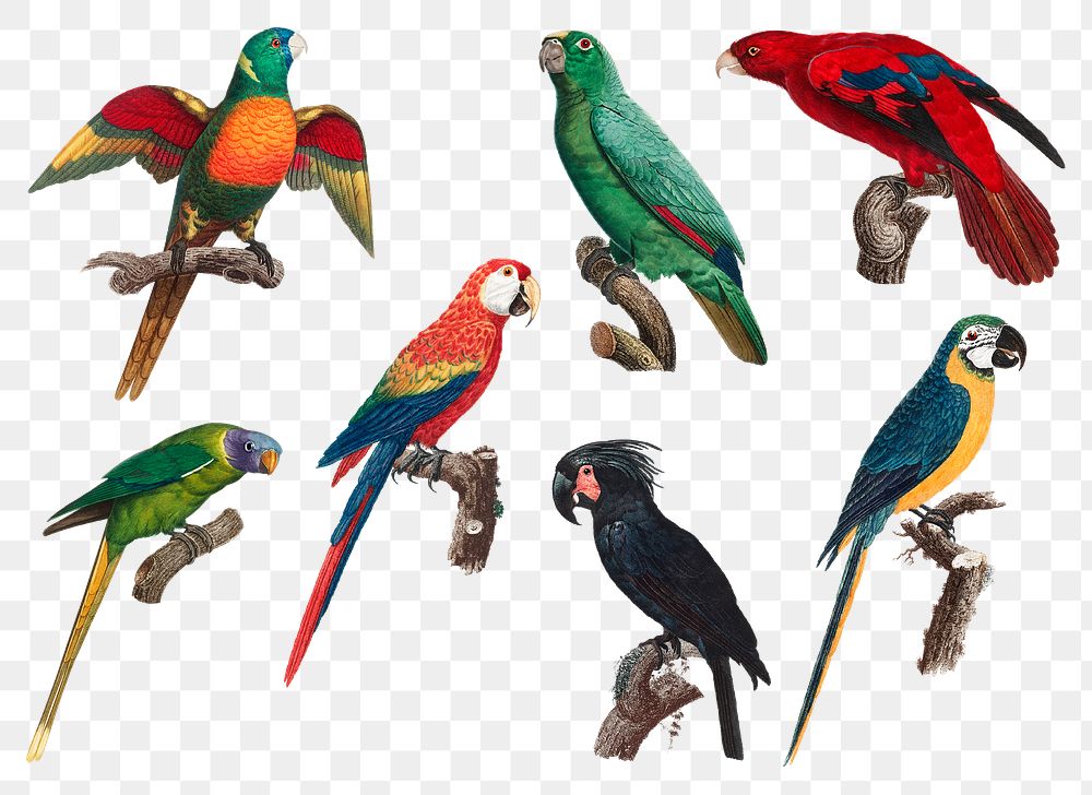 Png parrots illustration birds collection