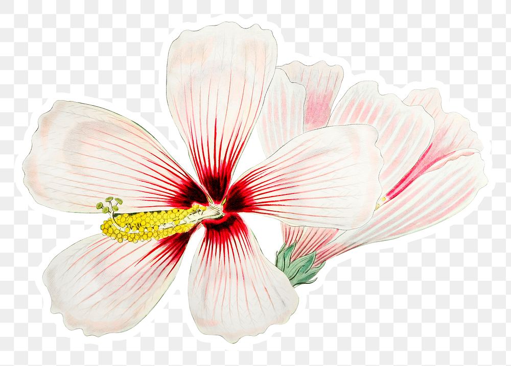 White hibiscus flower png botanical illustration