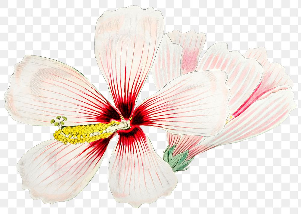 Vintage hibiscus flower png illustrated