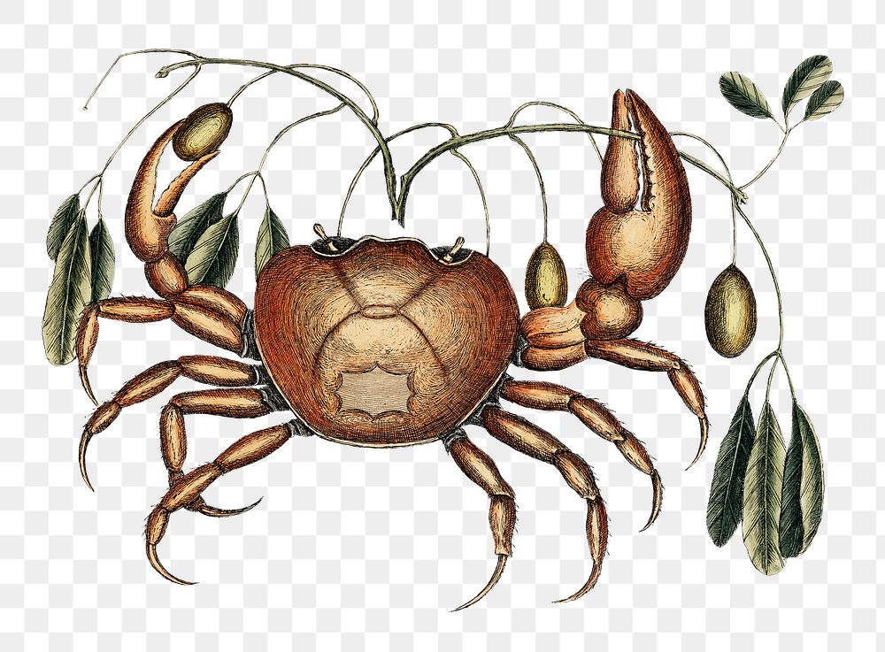 Ancient crab png sticker, aquatic animal surreal illustration,  remix from the artwork of Louis Renard