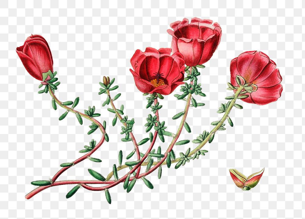 Red purslane flower png vintage botanical illustration