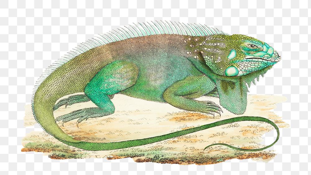 Png vintage illustration Iguana or Guana