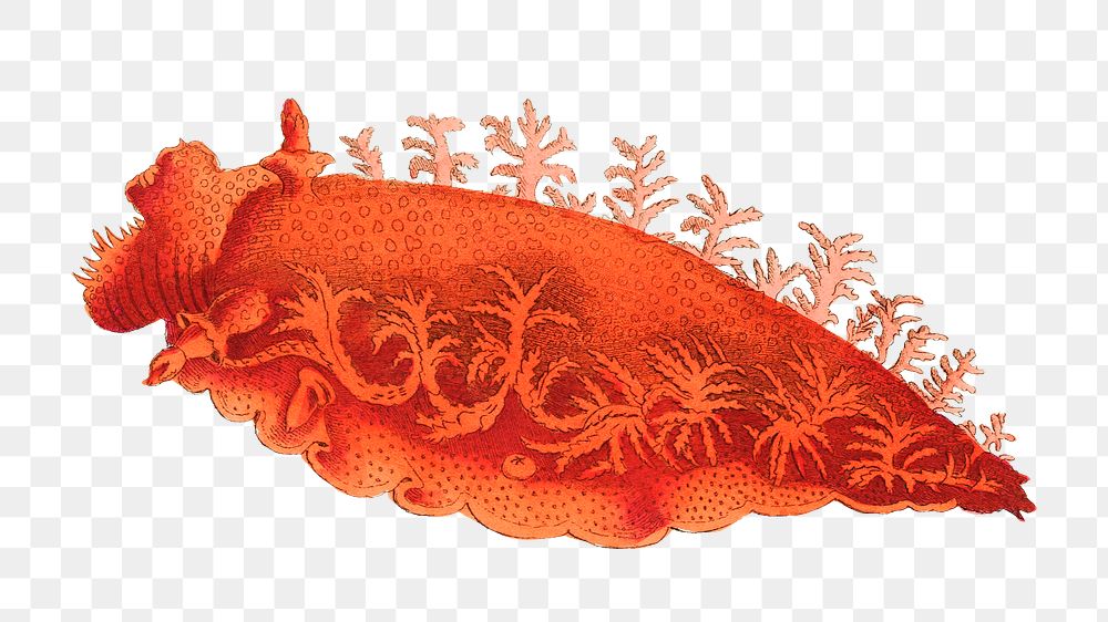 Png sticker sea animal palmiferous doris vintage illustration