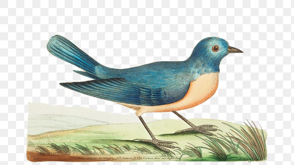 Png sticker blue redbreast bird illustration