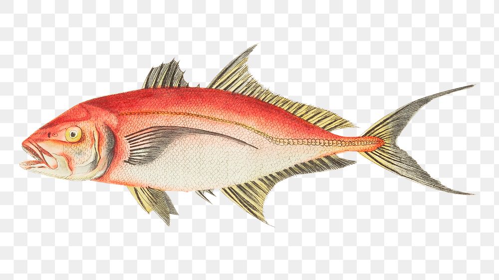 Png sticker red mackerel fish clipart