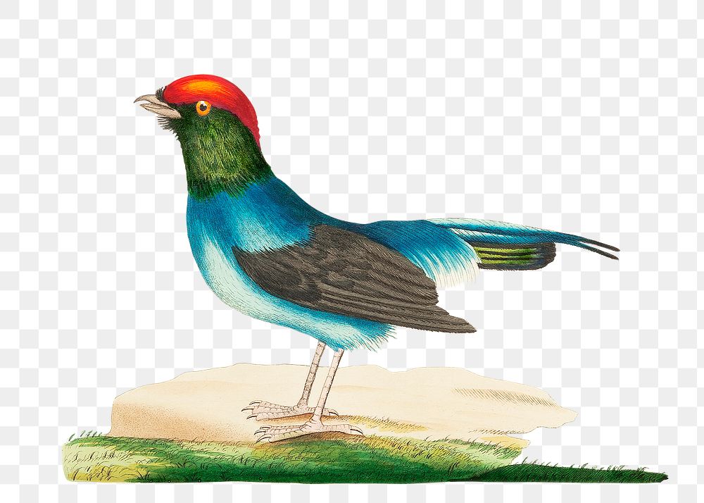 Png sticker long tailed manakin bird illustration