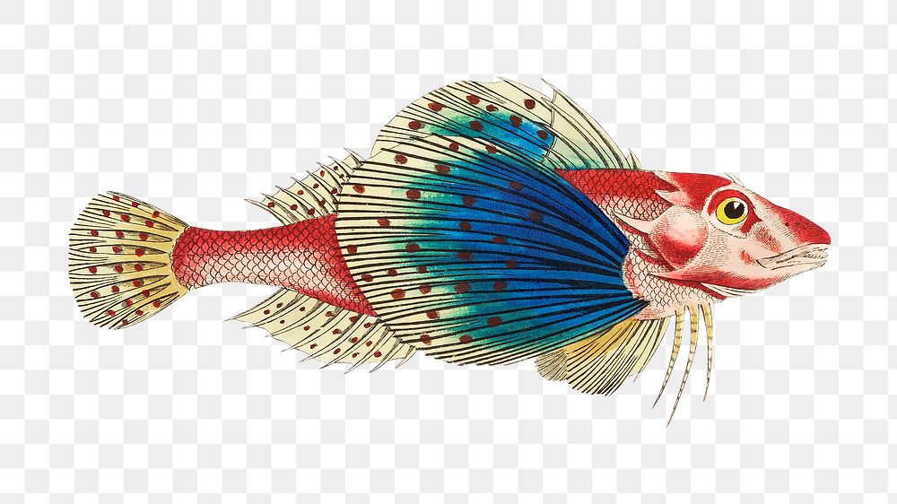 Png sticker spotted gurnard fish illustration