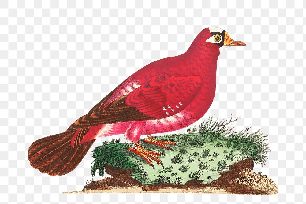 Png sticker crimson pigeon bird illustration