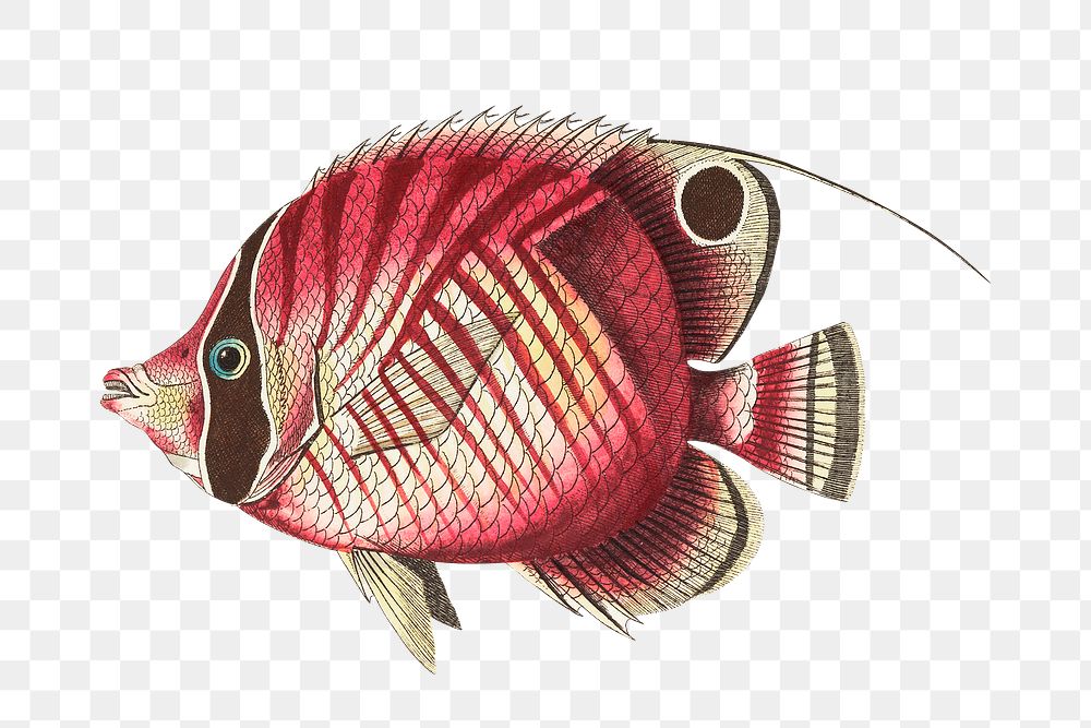 Png sticker red striped fish clipart