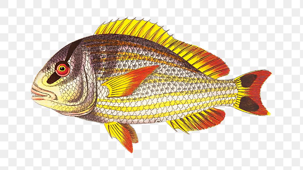 Png sticker juba sparus fish illustration