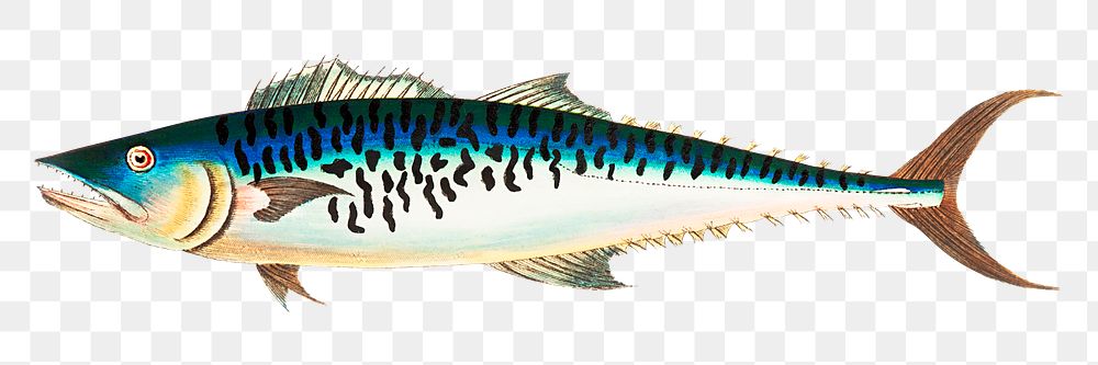 Png sticker mottled mackerel fish illustration 