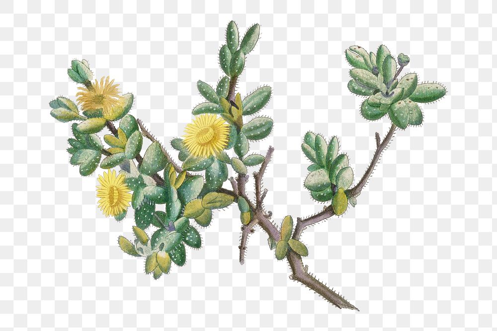 Hand drawn Mesembryanthemum Echinatum (Pickle Plant)