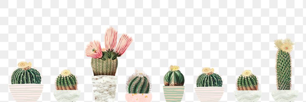 Vintage green cactus with flower background banner