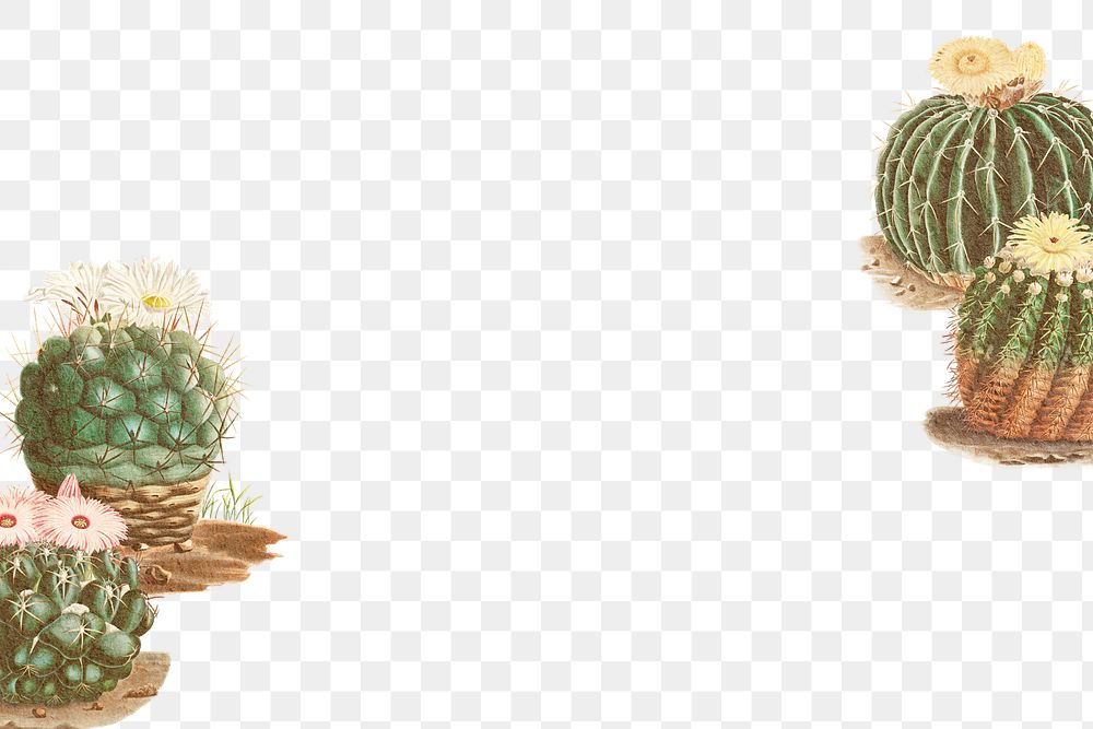 Vintage green cactus with flower frame design element