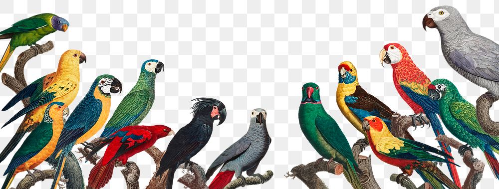 Png flock of macaws on branch illustration