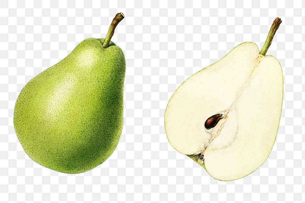 Vintage pears transparent png. Digitally enhanced illustration from U.S. Department of Agriculture Pomological Watercolor…