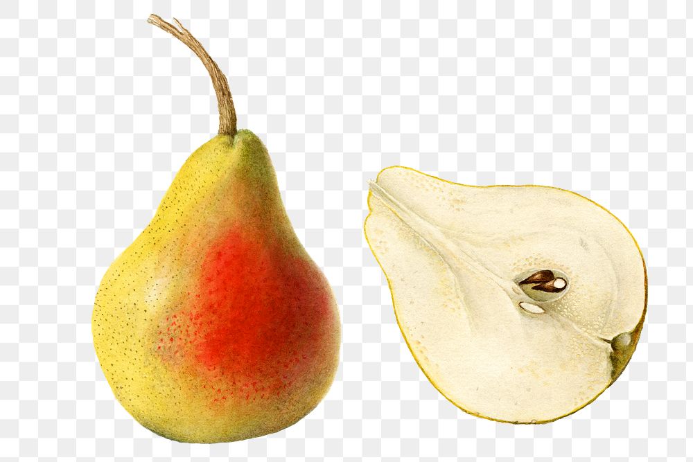 Vintage pears transparent png. Digitally enhanced illustration from U.S. Department of Agriculture Pomological Watercolor…