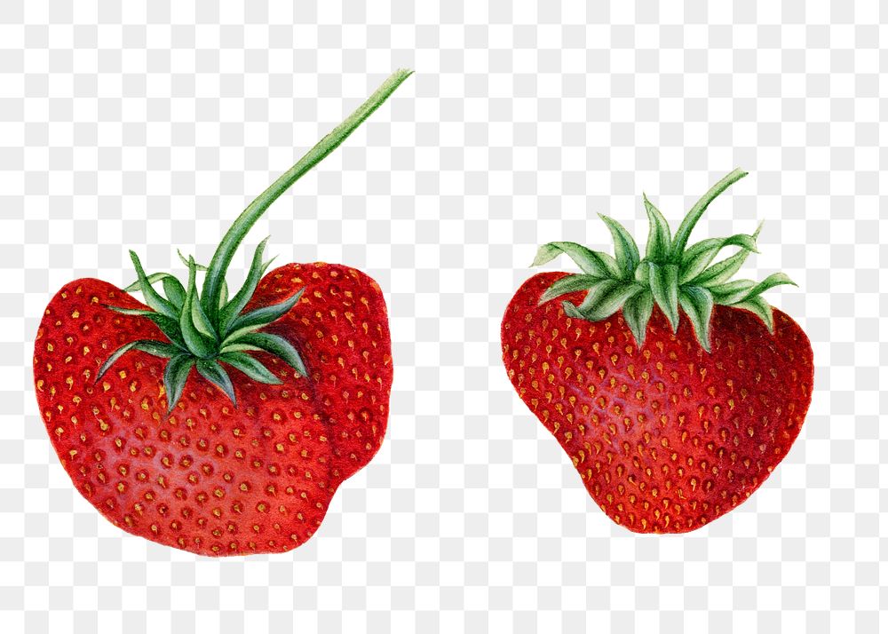 Vintage strawberries transparent png. Digitally enhanced illustration from U.S. Department of Agriculture Pomological…