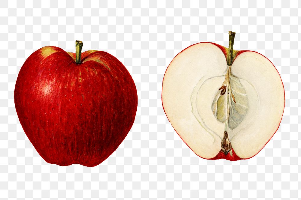 Vintage apples transparent png. Digitally enhanced illustration from U.S. Department of Agriculture Pomological Watercolor…