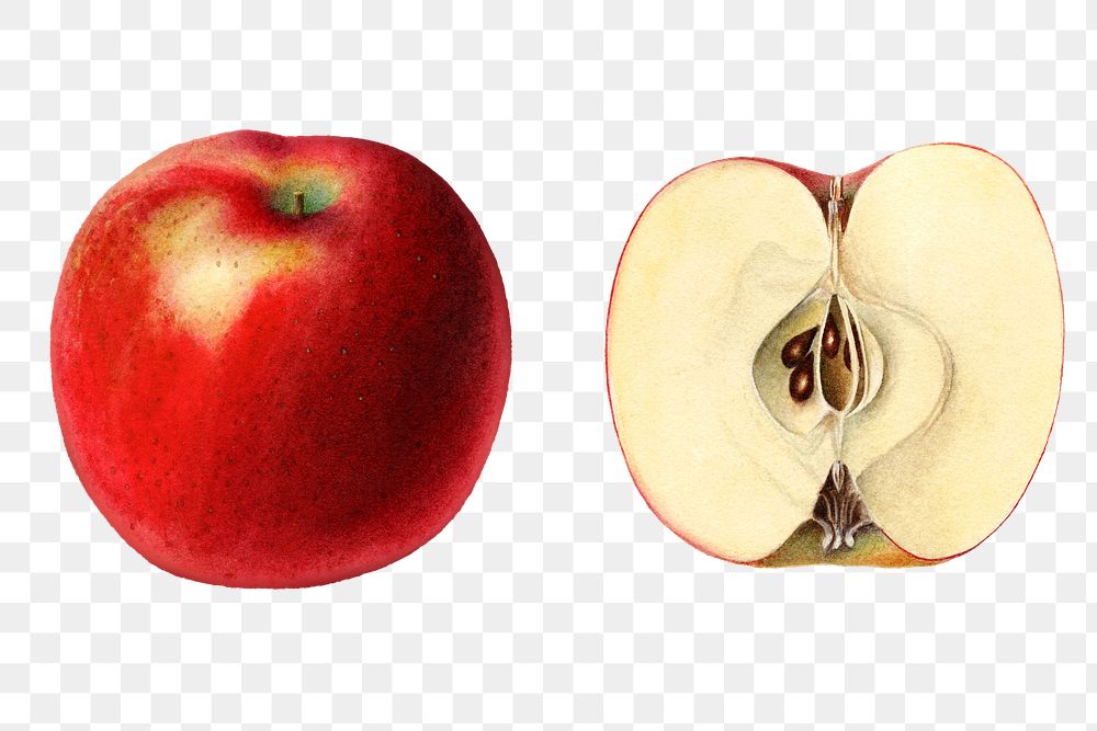 Vintage apples transparent png. Digitally enhanced illustration from U.S. Department of Agriculture Pomological Watercolor…