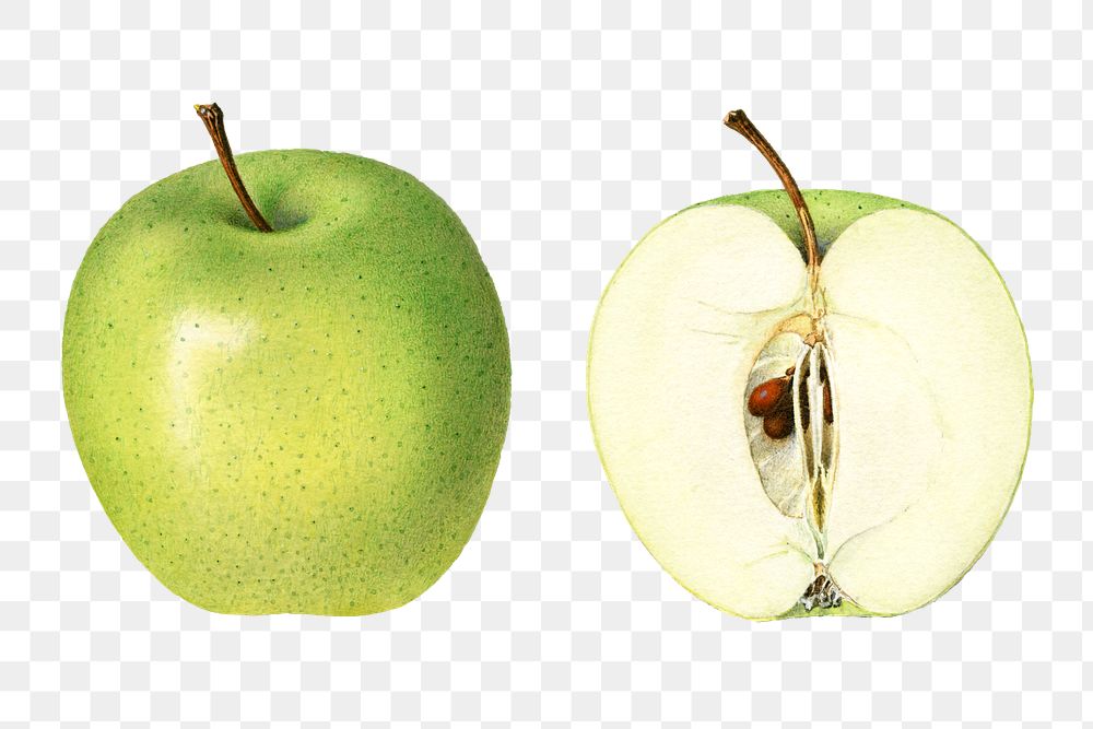 Vintage green apples transparent png. Digitally enhanced illustration from U.S. Department of Agriculture Pomological…
