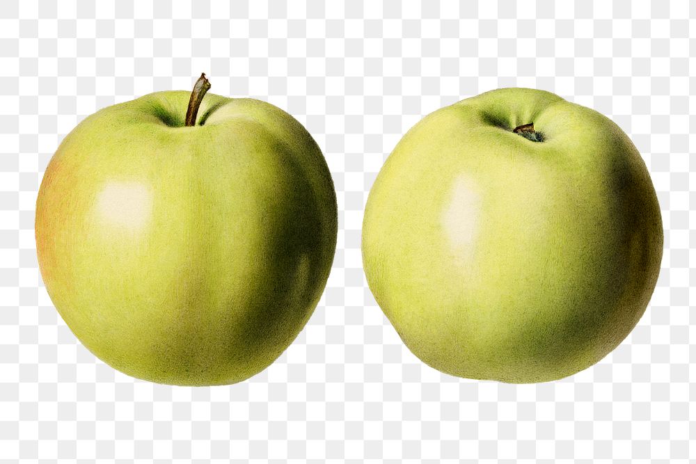Vintage green apples transparent png. Digitally enhanced illustration from U.S. Department of Agriculture Pomological…