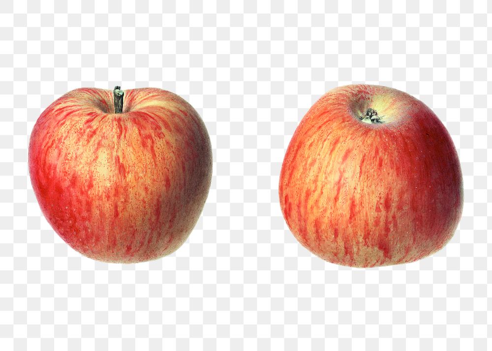 Vintage red apples transparent png. Digitally enhanced illustration from U.S. Department of Agriculture Pomological…