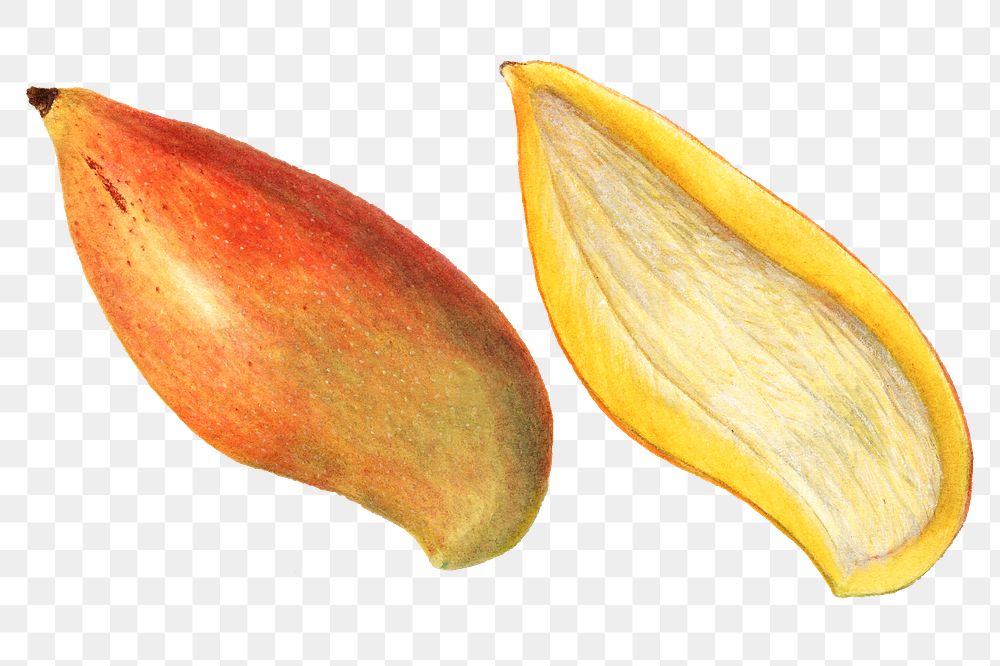 Vintage mangoes transparent png. Digitally enhanced illustration from U.S. Department of Agriculture Pomological Watercolor…