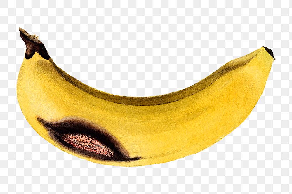 Vintage banana transparent png. Digitally enhanced illustration from U.S. Department of Agriculture Pomological Watercolor…
