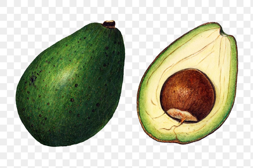 Vintage avocados transparent png. Digitally enhanced illustration from U.S. Department of Agriculture Pomological Watercolor…