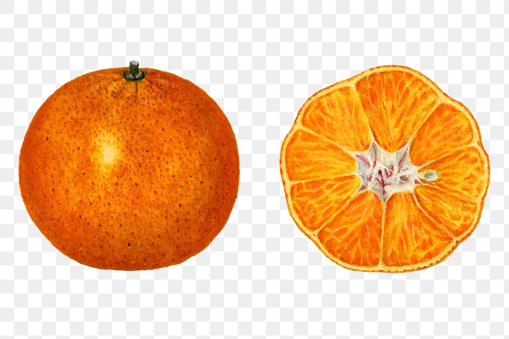 Vintage oranges transparent png. Digitally enhanced illustration from U.S. Department of Agriculture Pomological Watercolor…