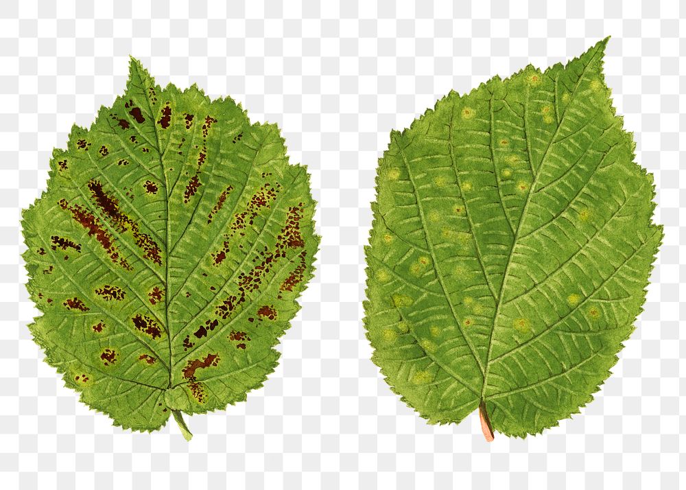 Vintage hazelnut leaves transparent png. Digitally enhanced illustration from U.S. Department of Agriculture Pomological…